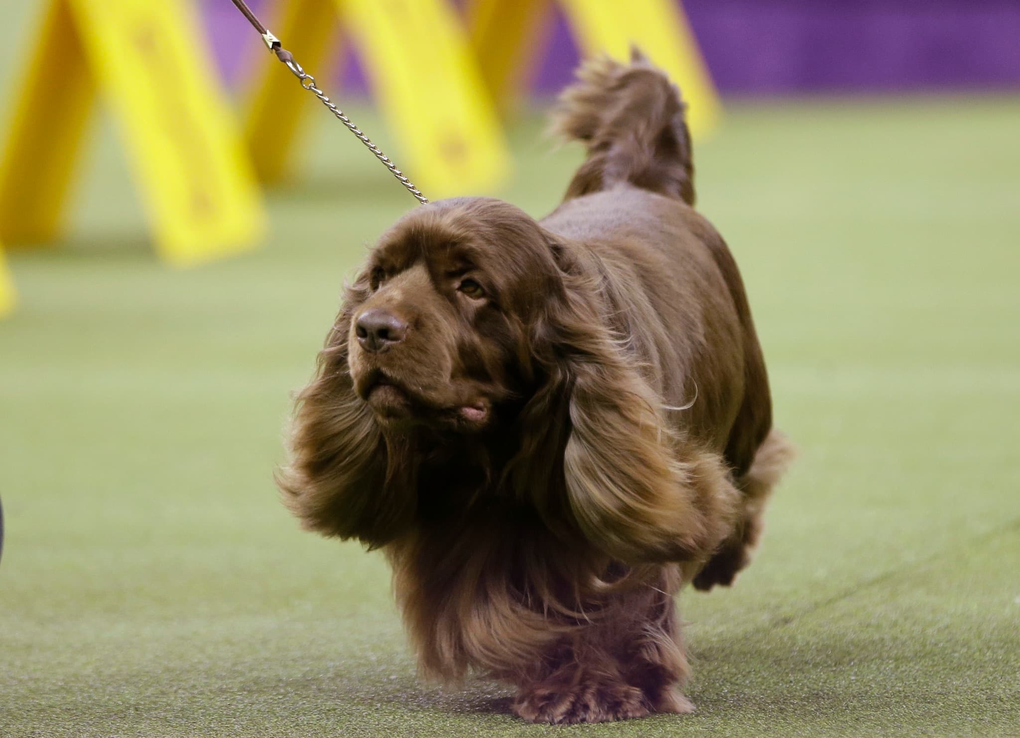 Find the name of your show dog in Westminster: you may be a CH Lolly’s Marble Tuxedo MX